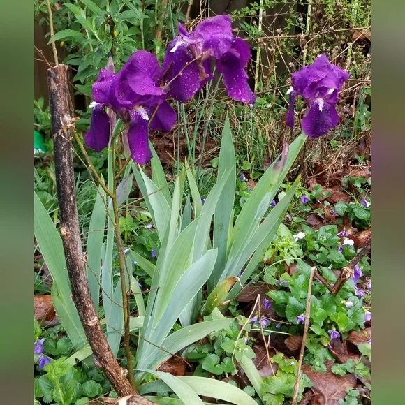 5 for 15$ Bearded Iris Rhizomes - Purple - Picture 12 of 14